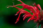 Scarlet beebalm